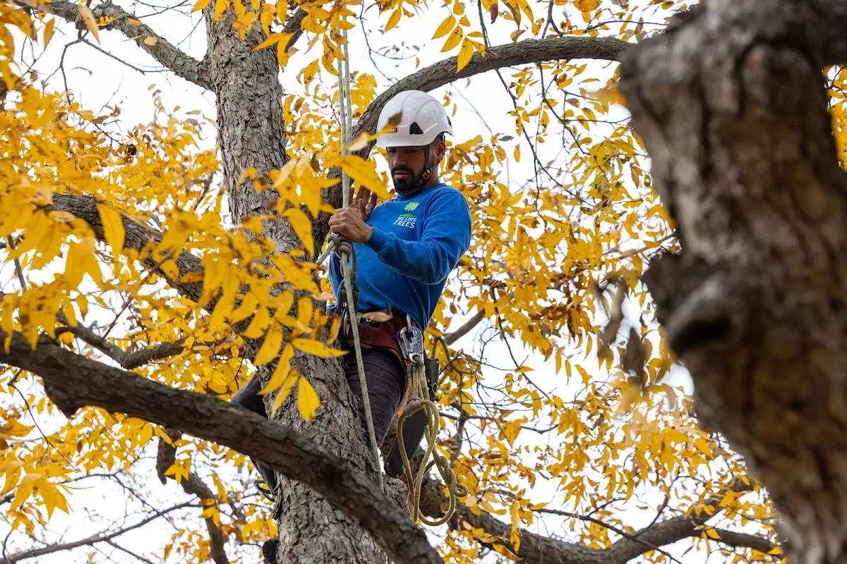 Skilled Tree Trimming crew working in Coats